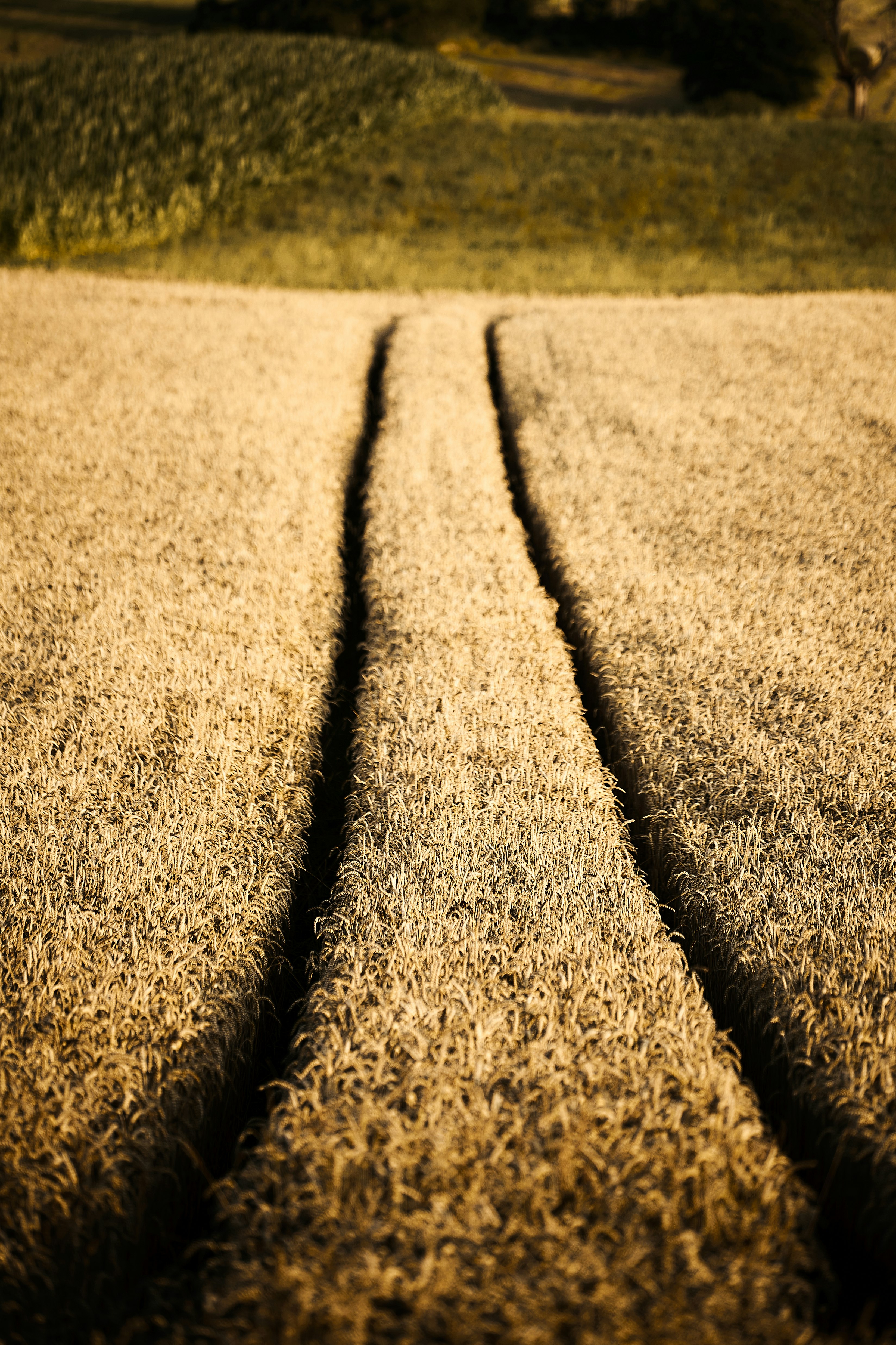 brown dried leaves on ground during daytime